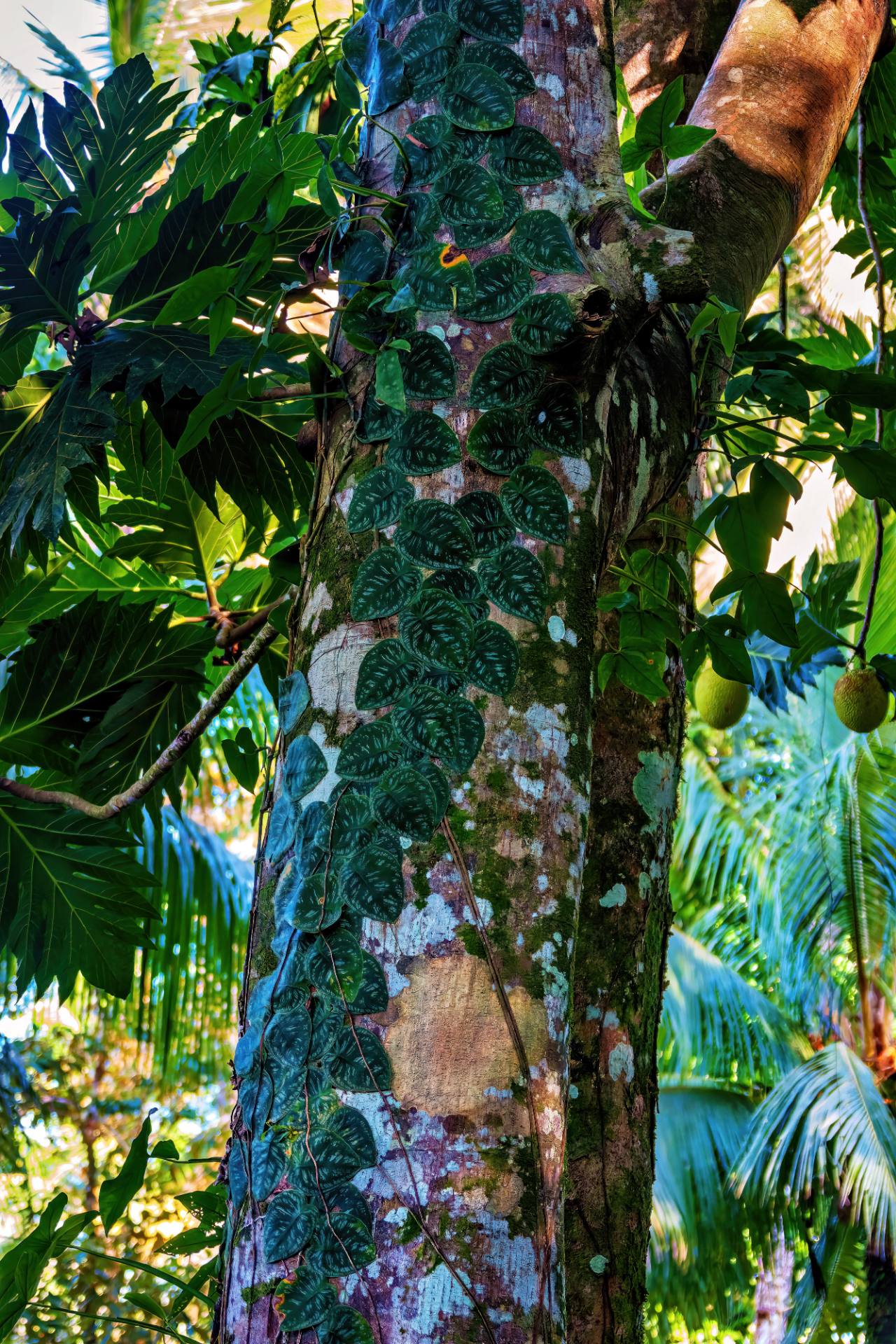 Bootsfahrt im NP Tortuguero
